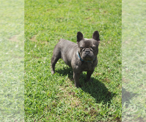 Father of the French Bulldog puppies born on 07/22/2020