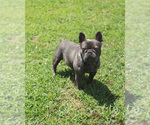 Small Photo #1 French Bulldog Puppy For Sale in FAYETTEVILLE, AR, USA