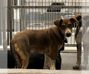 Mutt Dogs for adoption in San Antonio, TX, USA