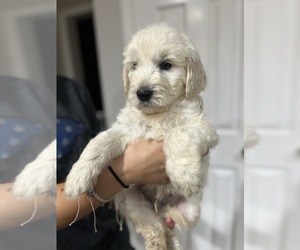 Goldendoodle Puppy for Sale in SOUTHBURY, Connecticut USA