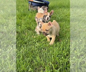 French Bulldog Puppy for Sale in CHICAGO, Illinois USA