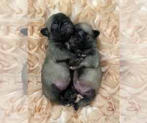 Pug Puppy for sale in YELM, WA, USA