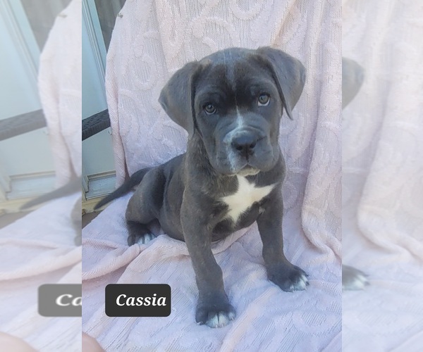 Medium Photo #2 Cane Corso Puppy For Sale in MINERAL WELLS, WV, USA