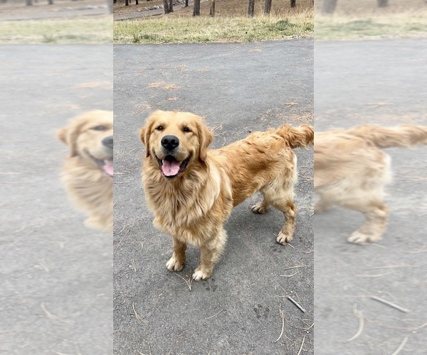 Medium Photo #8 Golden Retriever Puppy For Sale in BYERS, CO, USA