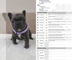 Small Photo #3 French Bulldog Puppy For Sale in LA HABRA, CA, USA