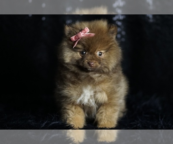 Medium Photo #92 Pomeranian Puppy For Sale in WARSAW, IN, USA