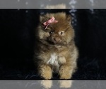 Small Photo #92 Pomeranian Puppy For Sale in WARSAW, IN, USA