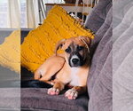 Small #4 Boxer Mix
