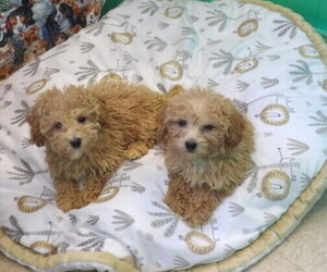 Bichpoo Puppy for Sale in PATERSON, New Jersey USA