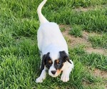 Puppy Hefty English Setter