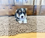 Small Photo #14 Pembroke Welsh Corgi Puppy For Sale in ROCK VALLEY, IA, USA