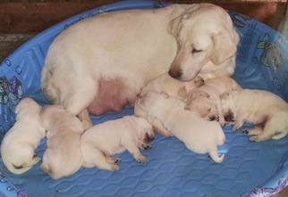 Mother of the Labrador Retriever puppies born on 10/27/2017