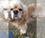 Small Photo #1 Cocker Spaniel Puppy For Sale in OLA, AR, USA