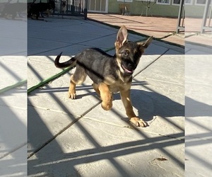 German Shepherd Dog Puppy for Sale in HI VISTA, California USA