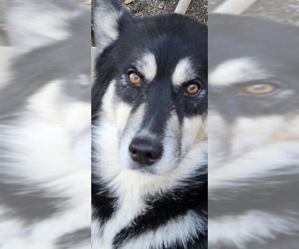 Medium Photo #1 Siberian Husky Puppy For Sale in San Antonio, TX, USA