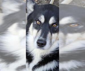 Siberian Husky Dogs for adoption in San Antonio, TX, USA