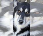Small Siberian Husky