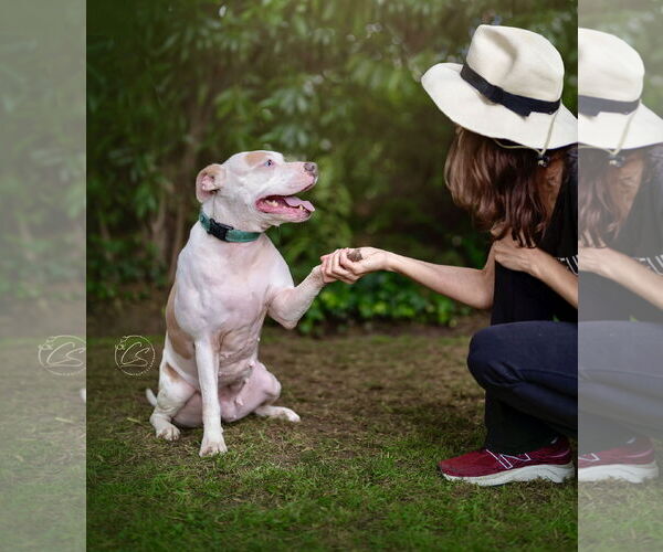 Medium Photo #5 American Pit Bull Terrier-Huskies  Mix Puppy For Sale in Marina Del Rey, CA, USA