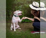 Small #4 American Pit Bull Terrier-Huskies  Mix