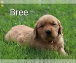 Small Photo #6 Golden Retriever Puppy For Sale in LOYAL, WI, USA