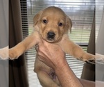 Small Photo #4 Labrador Retriever Puppy For Sale in ELIZABETH, WV, USA