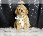 Small #2 Goldendoodle (Miniature)