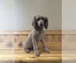 Small Photo #1 Miniature Bernedoodle Puppy For Sale in CRAWFORDSVLLE, IA, USA