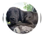 Small #19 Great Dane
