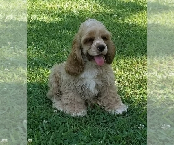 Medium Photo #9 Cocker Spaniel Puppy For Sale in TERRY, MS, USA