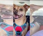 Small #2 Chihuahua Mix