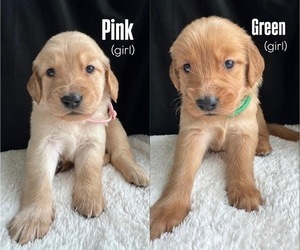 Medium Golden Retriever