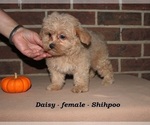 Small #3 ShihPoo