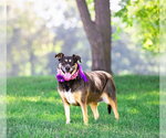 Small #1 Mutt