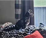 Small Photo #1 Zuchon Puppy For Sale in LEXINGTON, OH, USA