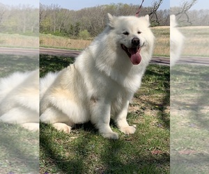 Mother of the Alaskan Malamute puppies born on 05/07/2025