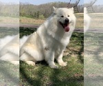 Small Photo #1 Alaskan Malamute Puppy For Sale in DIXON, MO, USA