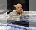 Small Photo #5 Chiweenie Puppy For Sale in SAINT AUGUSTINE, FL, USA