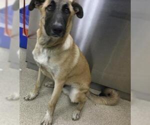 Anatolian Shepherd-Unknown Mix Dogs for adoption in Riverside, CA, USA