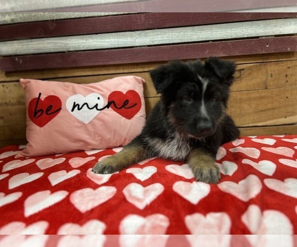 Medium Photo #4 German Shepherd Dog Puppy For Sale in AUSTIN, IN, USA