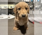 Puppy Dark Male Goldendoodle