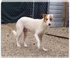 Border Collie-Collie Mix Dogs for adoption in Stover, MO, USA