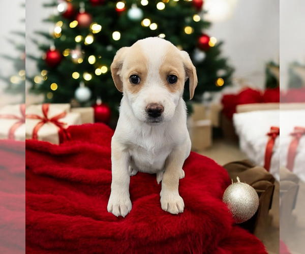 Medium Photo #1 Boxador Puppy For Sale in Vail, AZ, USA