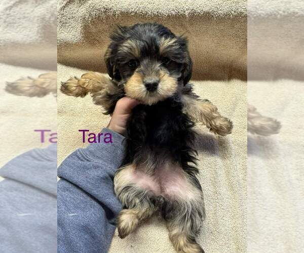 Medium Photo #2 YorkiePoo Puppy For Sale in MIDDLETOWN, IN, USA