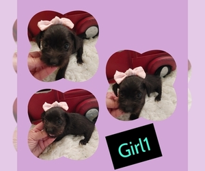 Shorkie Tzu Puppy for sale in LONDON, KY, USA