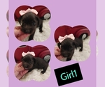 Small Photo #1 Shorkie Tzu Puppy For Sale in LONDON, KY, USA