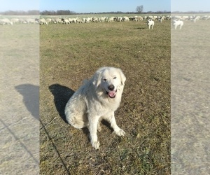 Father of the Maremma Sheepdog puppies born on 02/19/2022