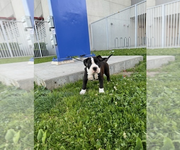 Medium Photo #2 American Pit Bull Terrier-English Bulldog Mix Puppy For Sale in LOS ANGELES, CA, USA