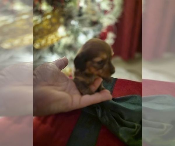 Medium Photo #16 Dachshund Puppy For Sale in SAINT CLOUD, FL, USA