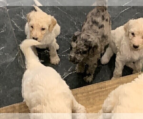 Medium Photo #3 Poodle (Standard) Puppy For Sale in PLANT CITY, FL, USA