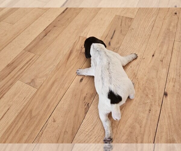 Medium Photo #2 German Shorthaired Pointer Puppy For Sale in EVANSVILLE, WY, USA